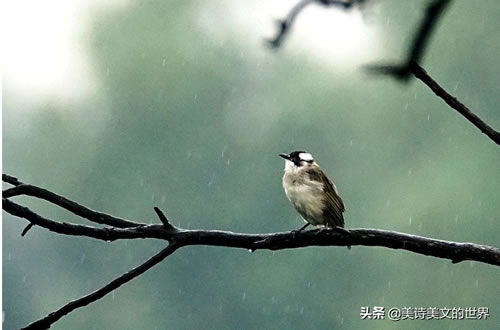 关于雨的诗句有哪些_描写雨的名言名句