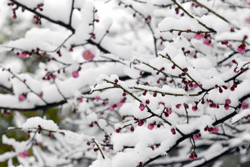雪开头的诗句经典语录_赞美冰雪的经典句子