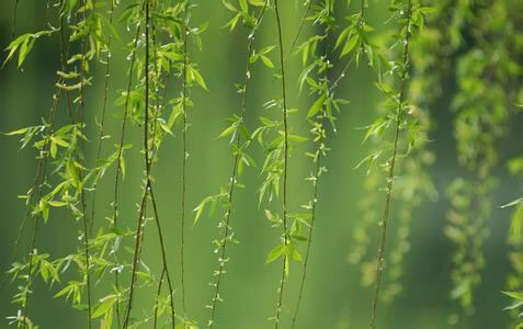 含柳的诗句有哪些_带有柳字的古诗词