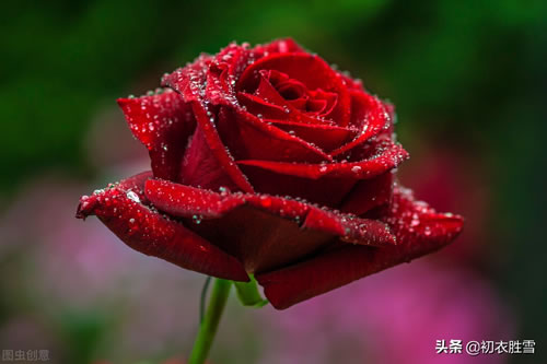 描写玫瑰花的优美句子_玫瑰花的经典短句