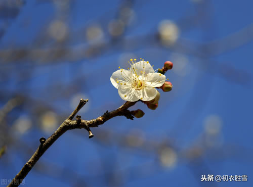 描写梅花的诗句有哪些_与梅花有关的诗词