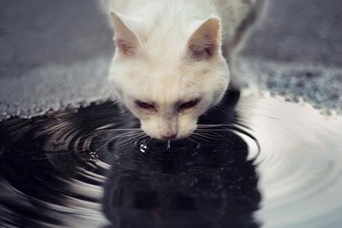 ľӾ¼_ںԾ