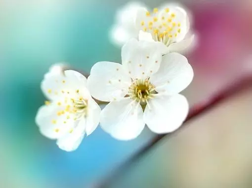 向日葵正能量的句子经典_有向日葵的经典短句