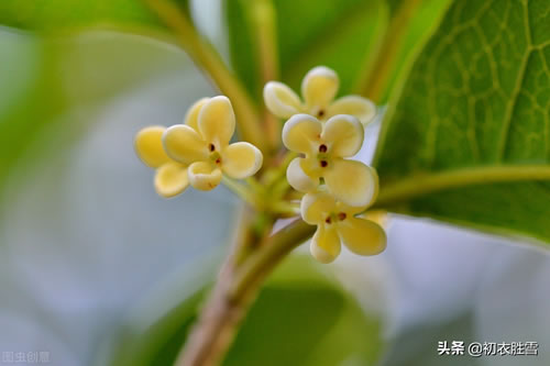 描写桂花的优美句子_描写桂花的优美段落
