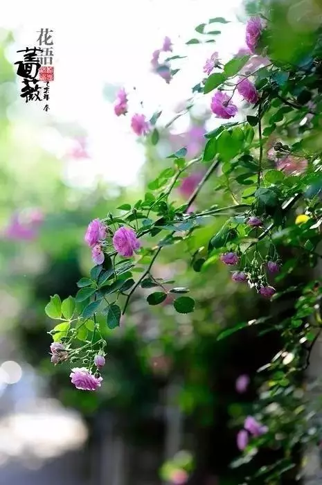 ִʫȫ̵_10׺̵ִܶʫ
