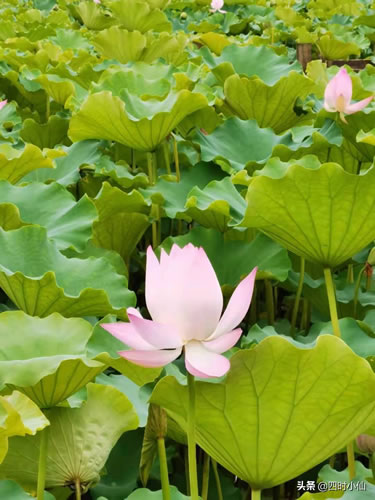 形容夏日炎热的成语_形容天气非常炎热的成语