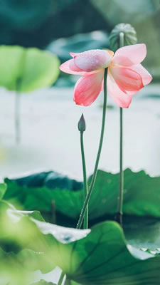 ڻʫʫ_ʫ