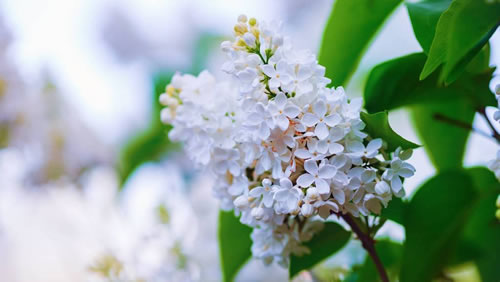 描写丁香花的诗句_赞美丁香花的优雅诗句