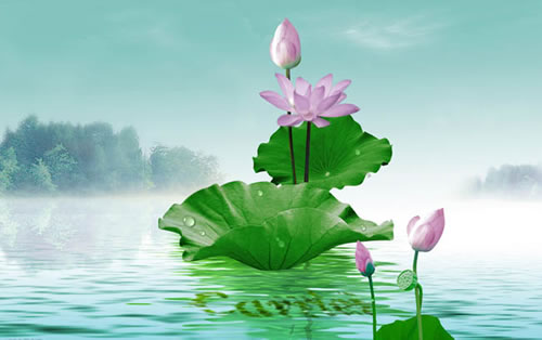 形容莲花的诗句唯美_赞美莲花的美句或诗词