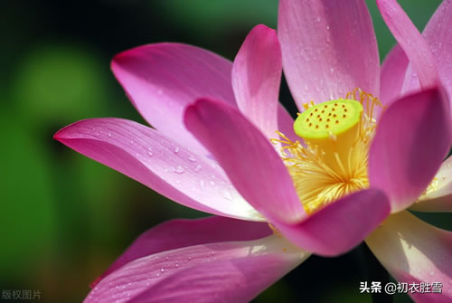 关于荷花的诗句古诗_关于荷花的句子唯美短句