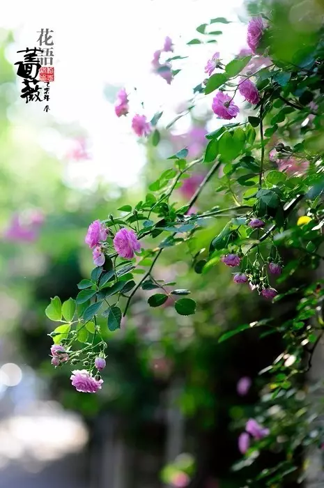ʫִ_ִʫ