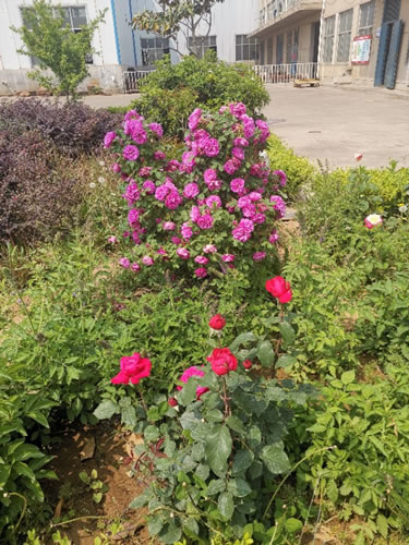 带有花字的诗句_诗中带有花字的诗句