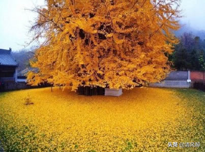 感恩节句子的经典句_关于感恩的经典句子