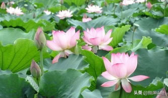 ںɻĹʫЩ_ɻʫ