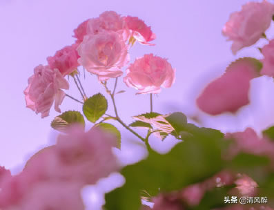 风景句子唯美简短句子_风景语录唯美短句