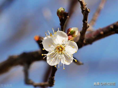 古人写梅花的诗词_5首关于梅花的古诗