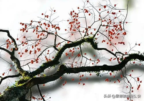 搞笑诗句改编骂人_搞笑改编古诗大全笑死人