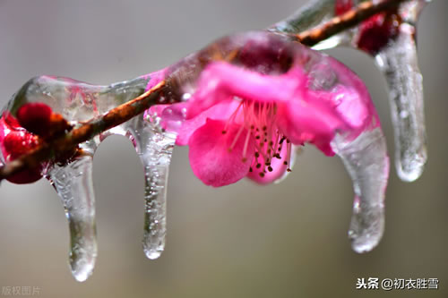 关于梅花的句子唯美_寒冬梅花唯美语句