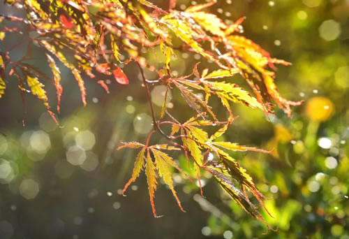 形容秋雨的句子优美_秋雨的句子简短唯美