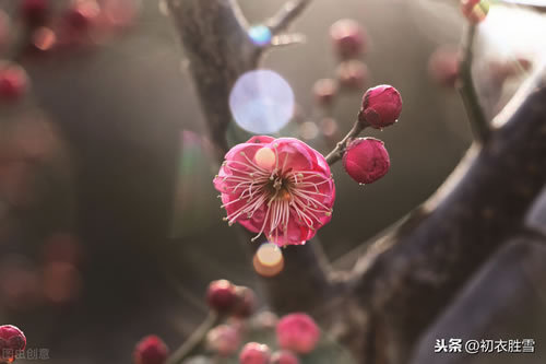 赞美梅花的句子短一点_关于梅花的正能量句子
