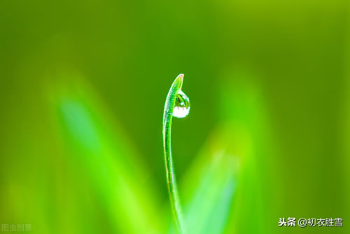 描写草的诗句有哪些_草的诗句大全