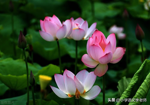 描写夏天的诗句大全_关于春夏秋冬的诗句