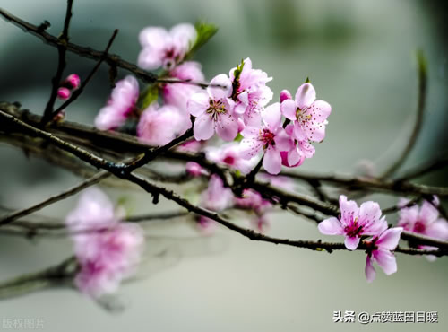 古诗忆江南唐白居易_忆江南唐白居易古诗译文