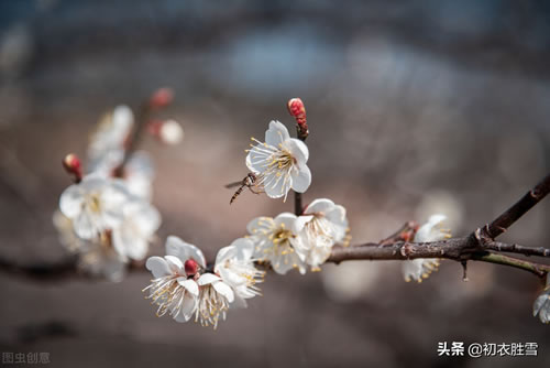描写梅花的古诗有哪些_描写梅花的古诗句大全