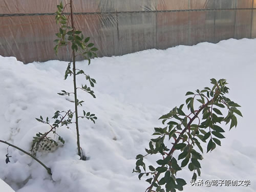 关于雪的古诗有哪些_雪的经典古诗