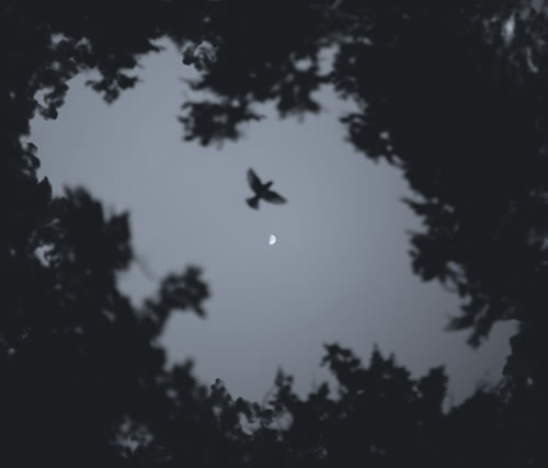 ⼰_ÿһ