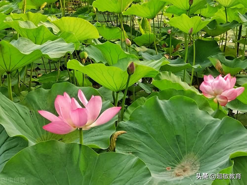 江南汉乐府古诗翻译_古诗江南汉乐府