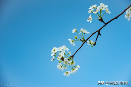 关雎原文及翻译_关雎原文翻译及注释