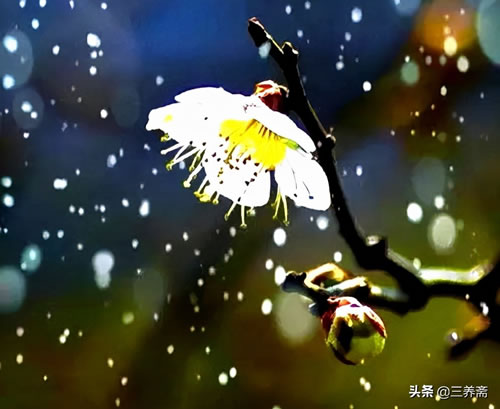 梅花古诗王安石古诗解析_王安石梅花注释及赏析