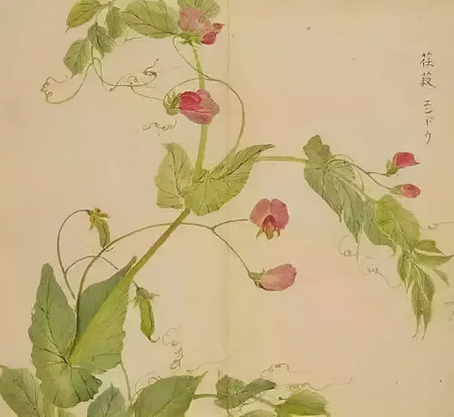 诗经原文及翻译_诗经全文及译文完整版