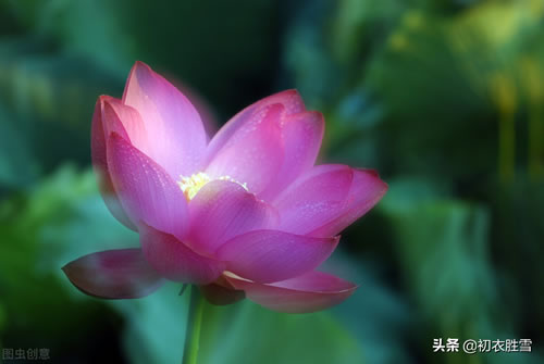 有关花的诗句_有关于花的诗句大全