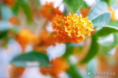 桂花的诗句古诗_桂花诗句最出名的古诗