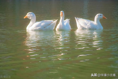 咏鹅骆宾王古诗及诗意_古诗咏鹅诗句分享