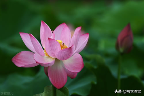 描写荷花的诗句有哪些_描写荷花的诗词名句