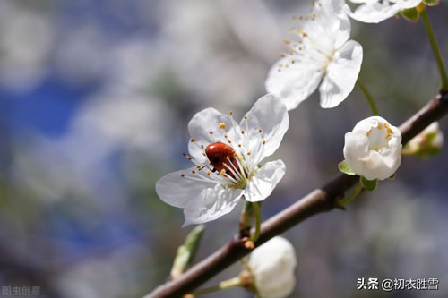 写花的古诗有哪些_描写花的古诗鉴赏