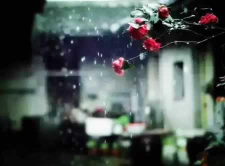 关于雨的句子