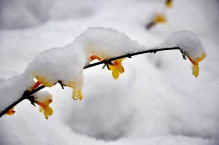 描写春雪的句子