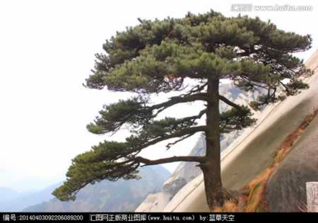 关于松树的座右铭