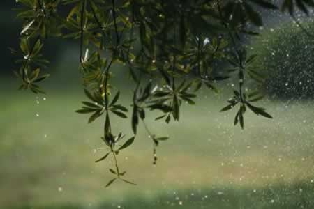 描写雨景的句子