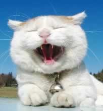 ڿĵľ
