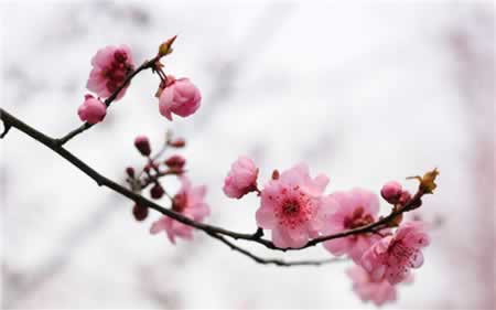 关于梅花的句子