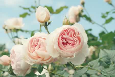 餐馆春节短信问候语