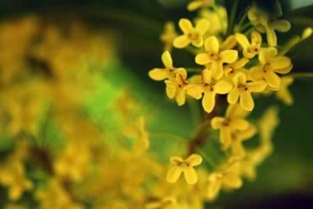 描写桂花的优美句子