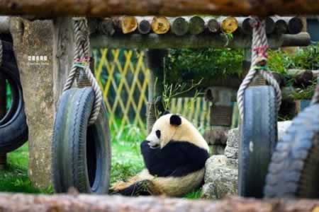 形容动物园开心的句子