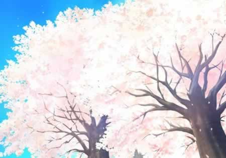 樱花的句子