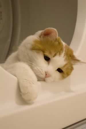 Ĳľ